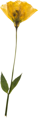 Hand Pressed Flora